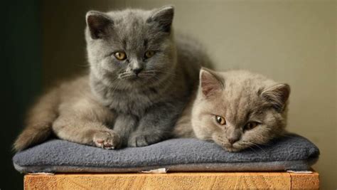 kediler kaç aylıkken çiftleşebilir